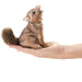 caption-Folkmanis Coyote Finger Puppet